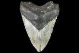 Large, Fossil Megalodon Tooth - North Carolina #108942-1